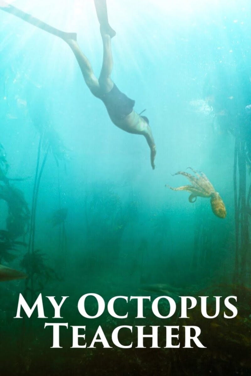 Where to stream My Octopus Teacher | 2021 Oscars best documentary feature film nominees